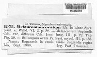 Stegonsporium ovatum image